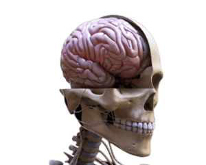 head brain